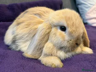 Mini Lop rabbits beautiful friendly mini lops - Advert 17