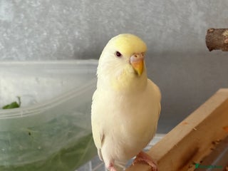 Budgerigars birds Yellow head albino - Advert 1