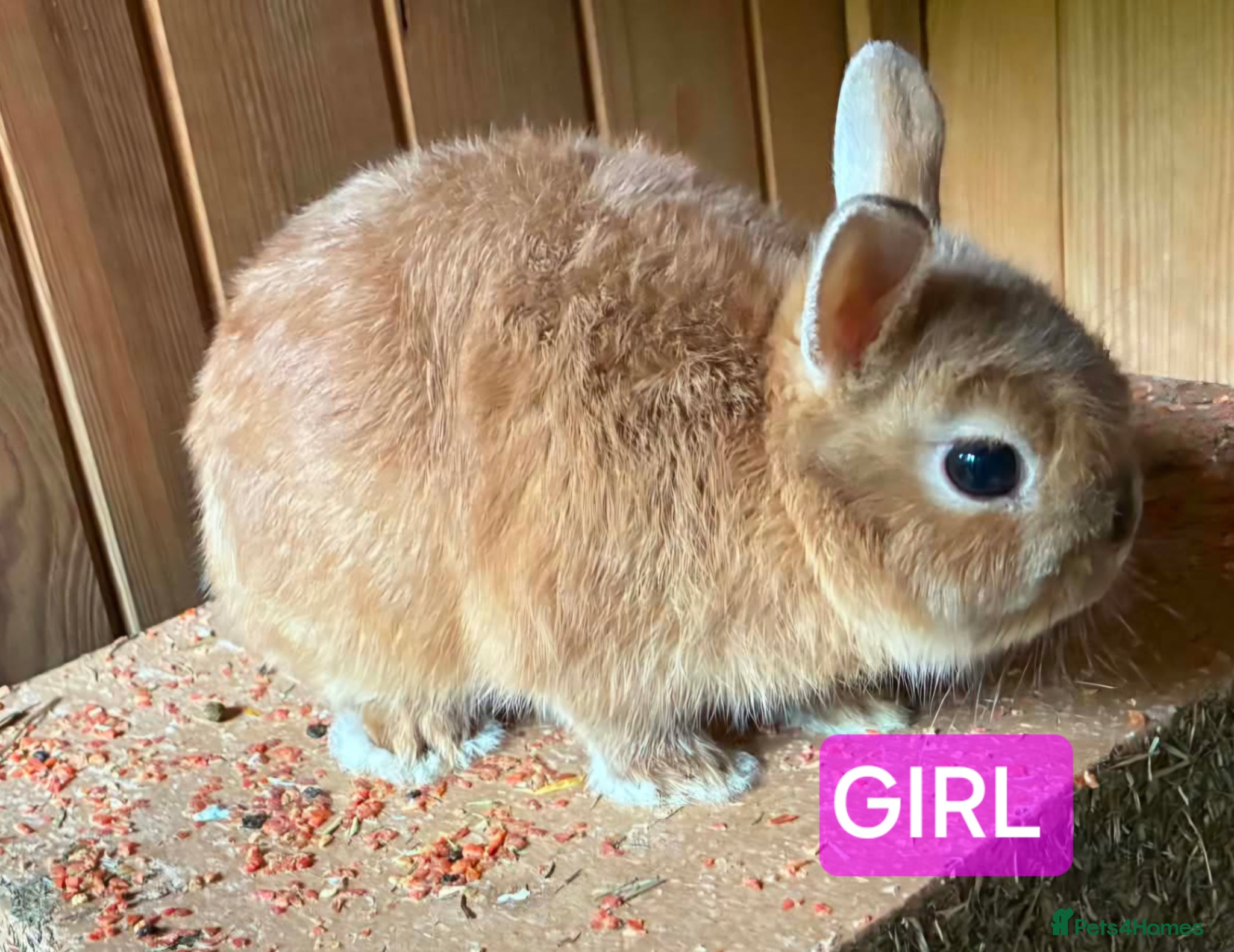 Netherland Dwarf rabbits Netherland dwarf babies one boy and one girl  - Advert 2