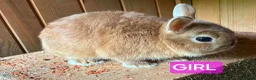 Netherland Dwarf rabbits for sale: Netherland dwarf babies one boy and one girl  - Advert 1