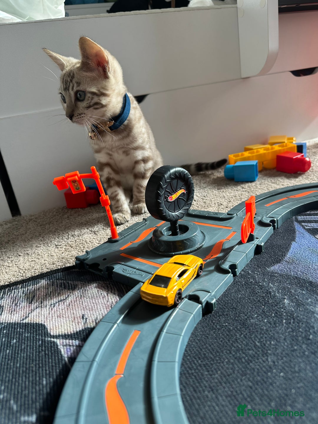 Bengal cats for sale: Bengal kitten  - Advert 5