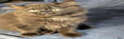 British Shorthair cats for sale: Ready to leave-Beautiful shorthair/longhair in Lutterworth - Advert 3