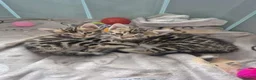 Bengal cats for sale: Bengal kittens for sale - Advert 1
