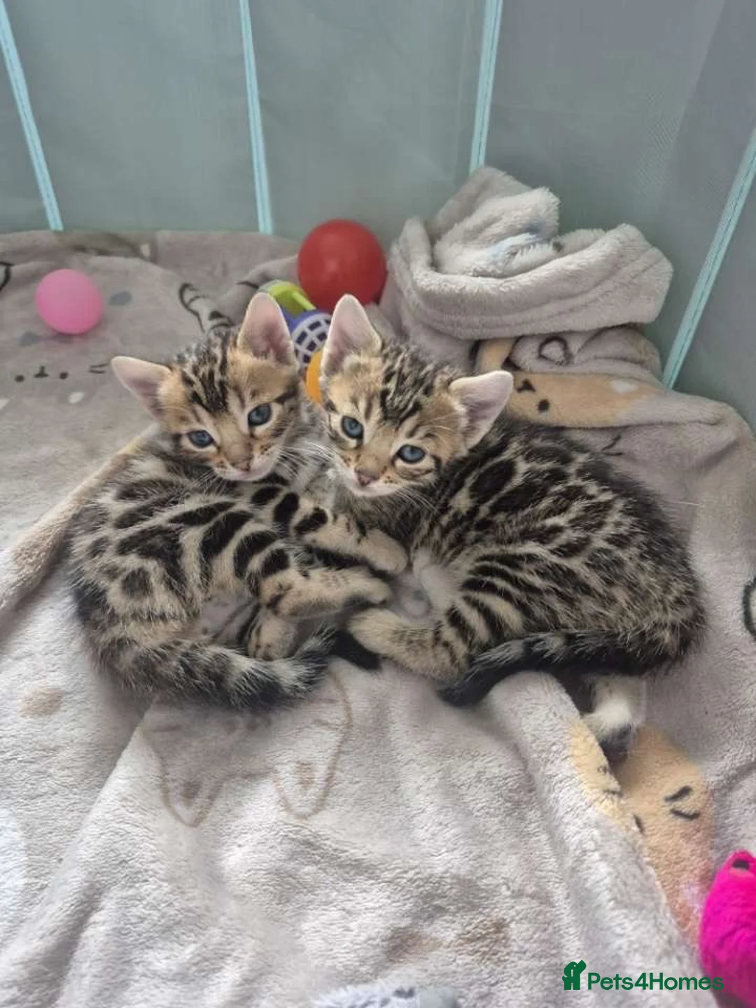 Bengal cats for sale: Bengal kittens for sale - Advert 1