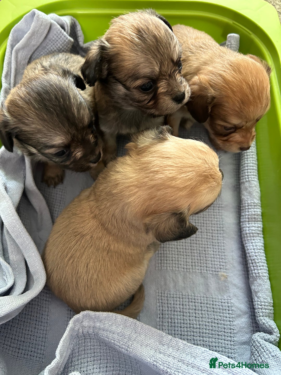 Chipoo dogs for sale: F1b Chipoo puppies - Image 2