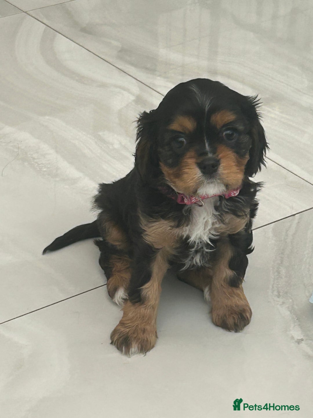 Cavalier King Charles Spaniel dogs for sale: K.C and fully health and heart tested parents  - Image 5