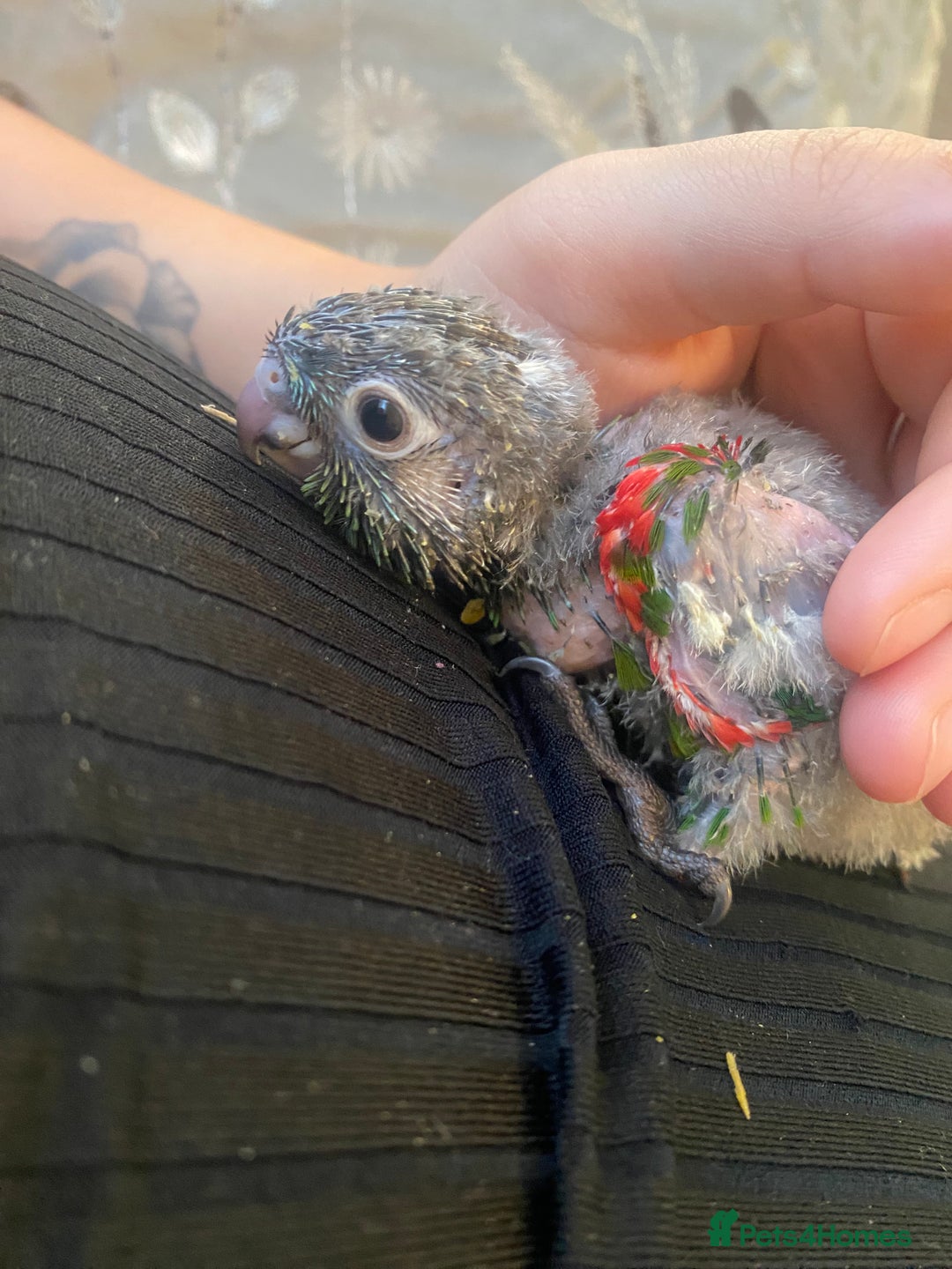 Mixed Breed birds for sale: Hand reared conures and avairy budgies  - Image 2