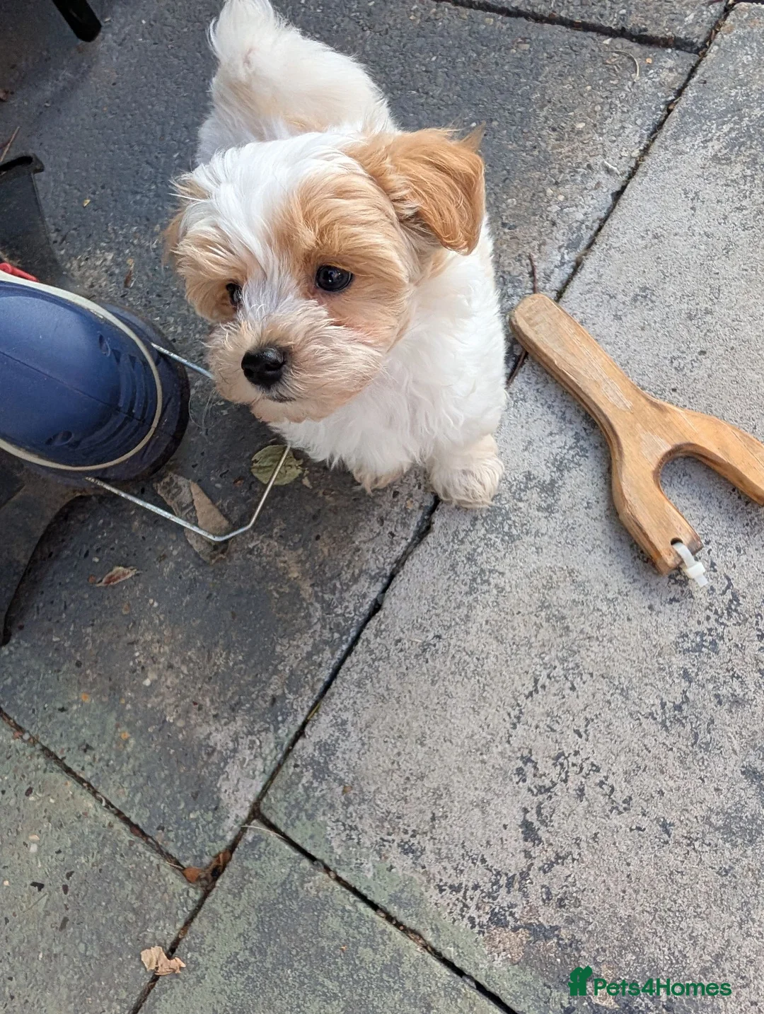 Maltipoo dogs for sale: Stunning Maltipoo puppies for loving homes - Advert 2