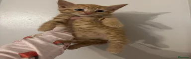 Domestic Shorthair 6