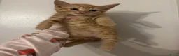 Domestic Shorthair cats for sale: Ginger girl/boy Black girl/boy kittens for sale  in Loughborough - Advert 2