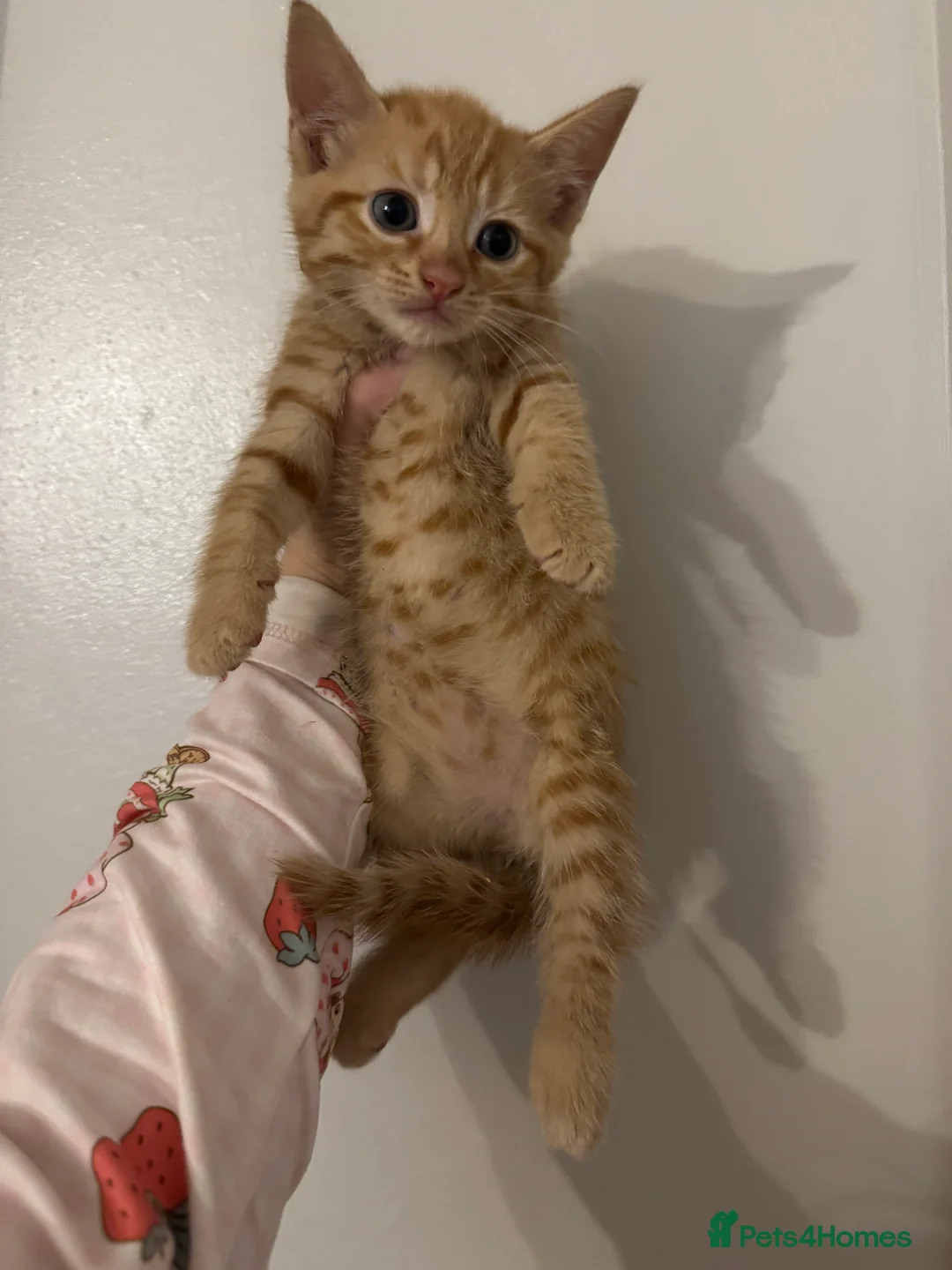 Domestic Shorthair cats for sale: Ginger girl/boy Black girl/boy kittens for sale  in Loughborough - Advert 2
