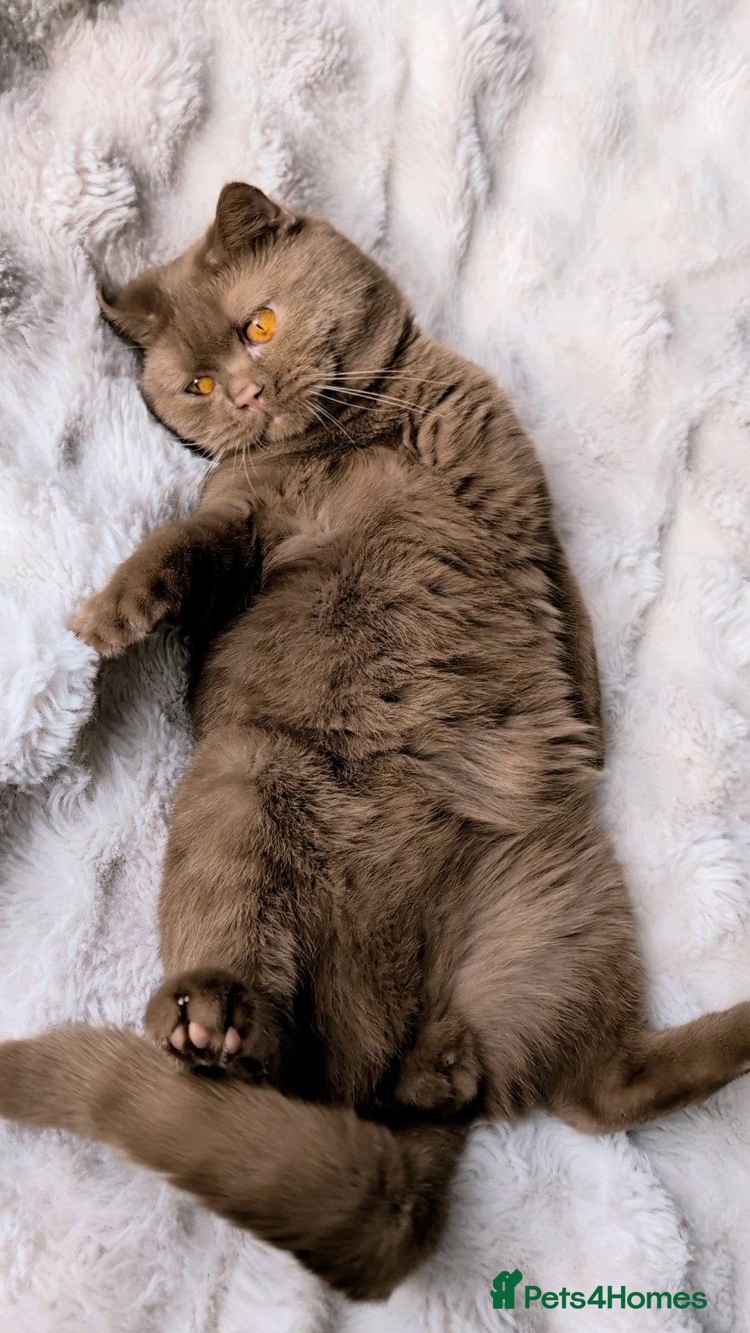 British Shorthair cats for stud: 💦CINNAMON🩸Blood B❣️GCCF & TICA 💙STUD only  - Advert 12