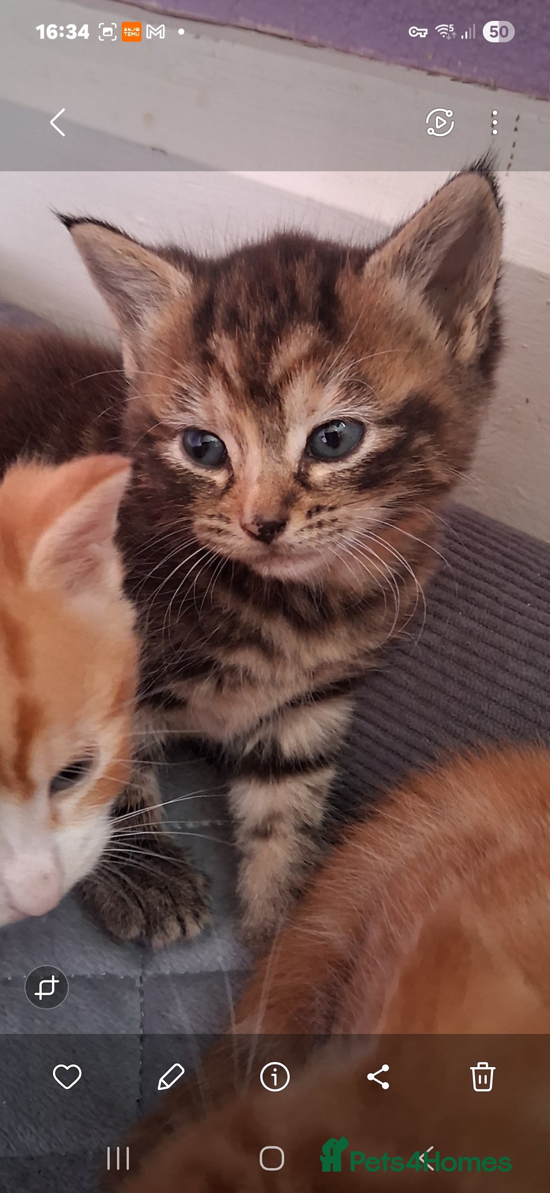 British Shorthair cats for sale: Beautiful kittens  - Image 4