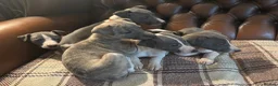 Whippet dogs for sale: 🐾 Exceptional KC Registered Whippet Puppies - Advert 8