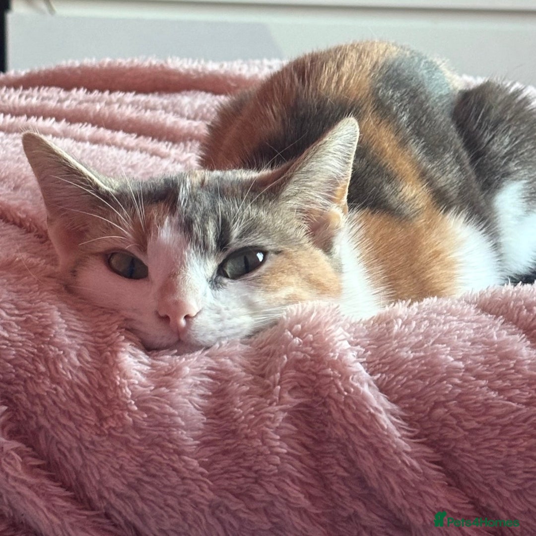 Domestic Shorthair cats for sale: 21 month old female cat  - Advert 10