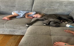 Cane Corso dogs for sale: Male cane corso puppy - Image 6