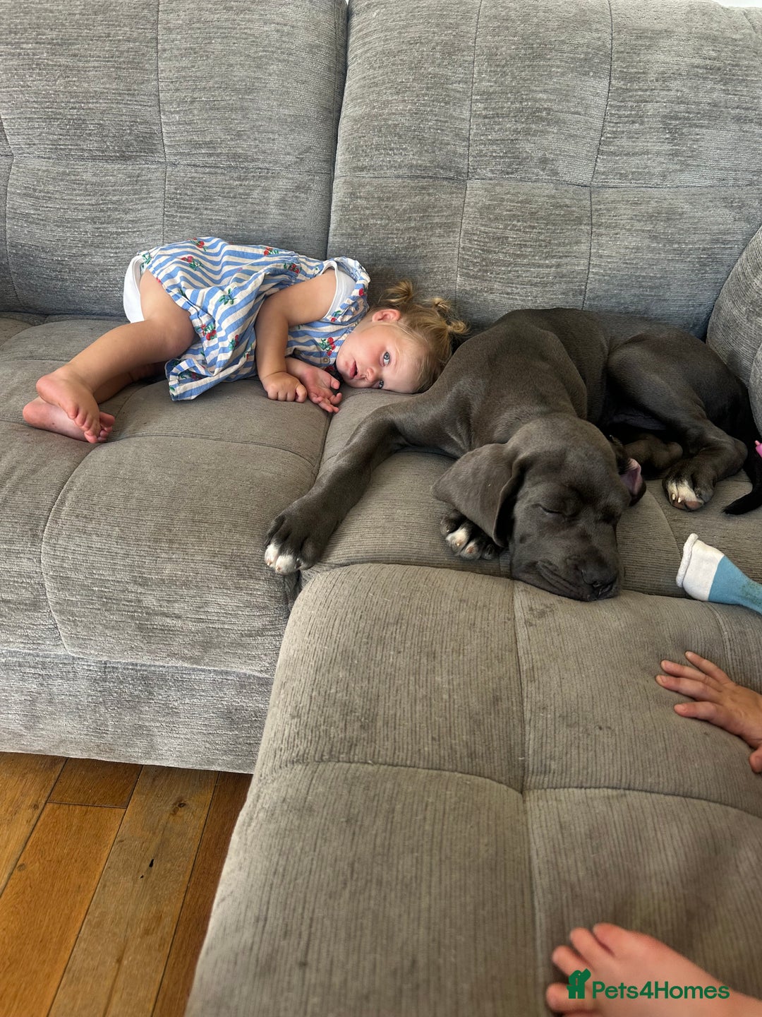 Cane Corso dogs for sale: Male cane corso puppy - Image 6