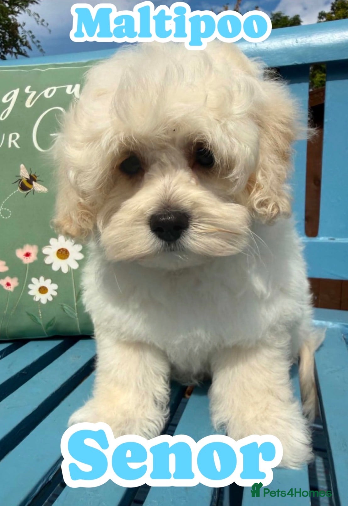 Maltipoo dogs Maltipoo puppies exceptional quality  - Advert 2