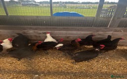 Chickens poultry for sale: White and black rescue hens ready for rehome - Image 2