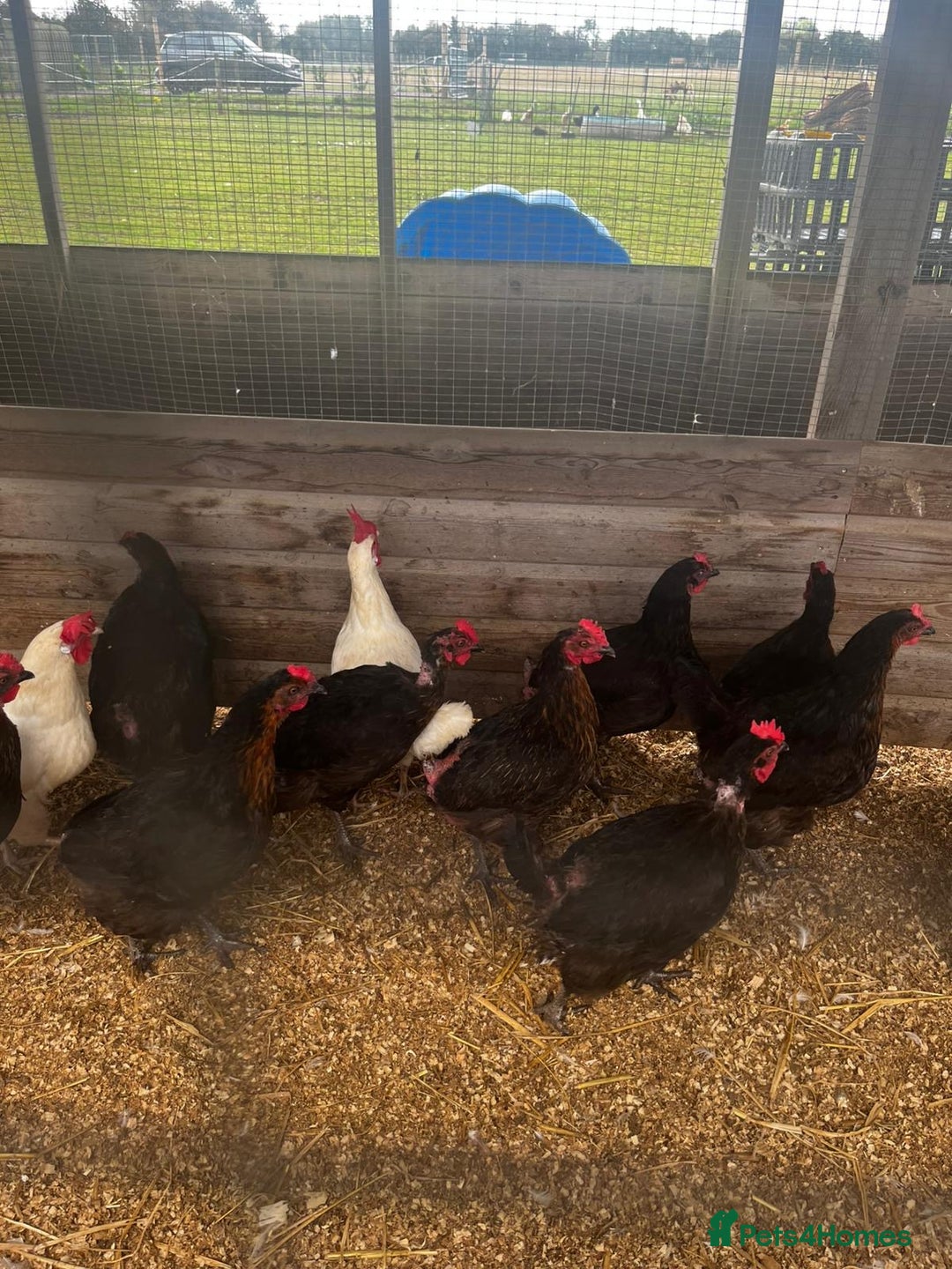 Chickens poultry for sale: White and black rescue hens ready for rehome - Image 2