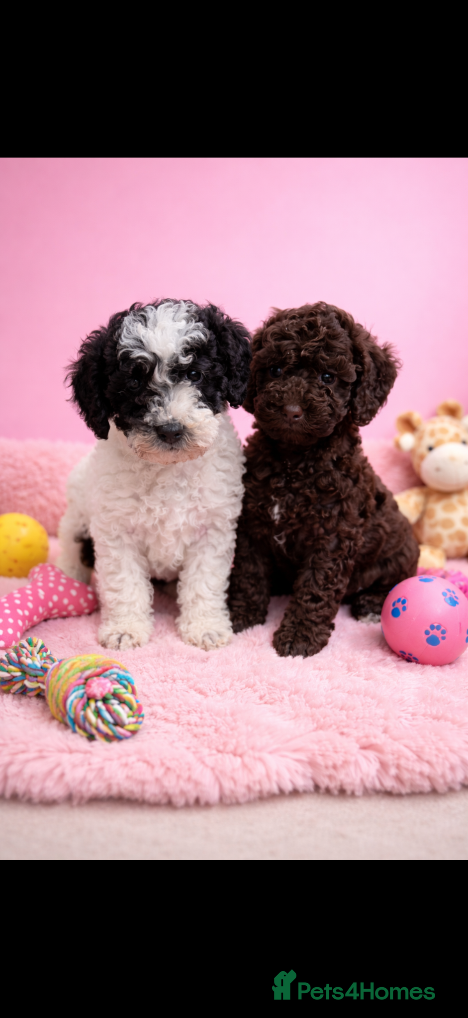 Cavapoochon dogs for sale: Beautiful cavapoo puppies 🐶 READY NOW - Advert 2