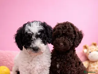 Cavapoochon dogs for sale: Beautiful cavapoo puppies 🐶 READY NOW - Advert 2