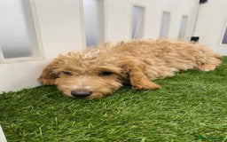 Cockapoo dogs for sale: 🐾STUNNING F1 COCKERPOOS REG BREEDER🐾 - Image 11