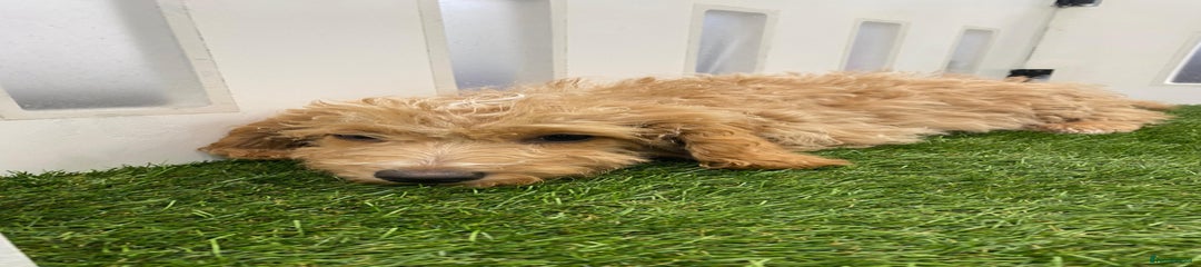 Cockapoo Puppy 4