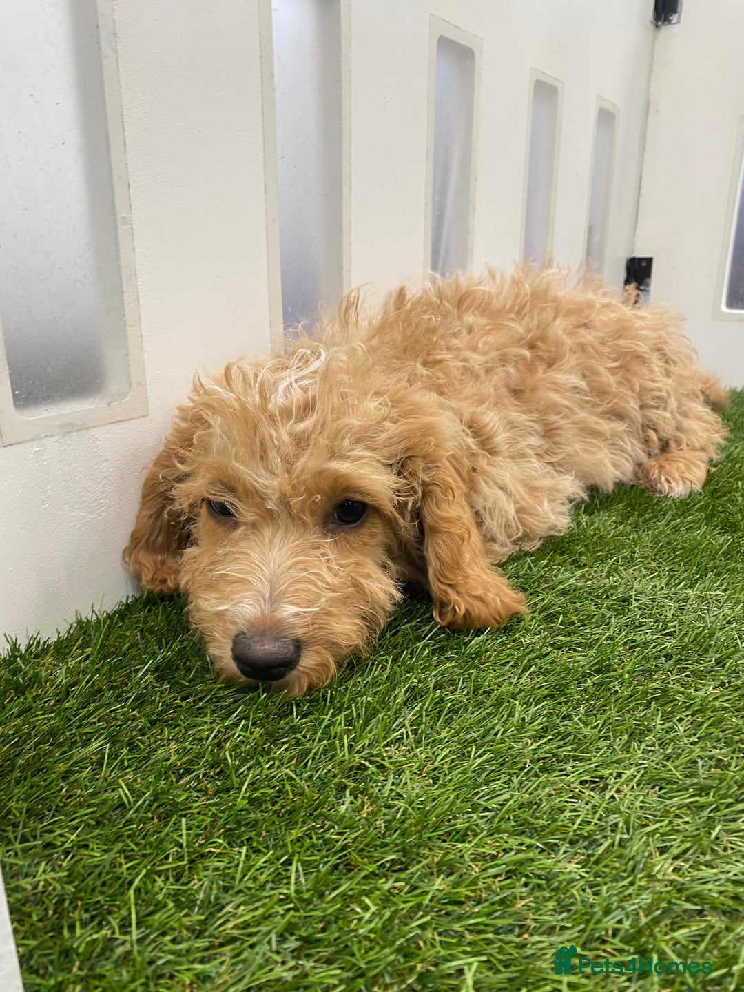 Cockapoo dogs for sale: 🐾STUNNING F1 COCKERPOOS REG BREEDER🐾 - Image 11