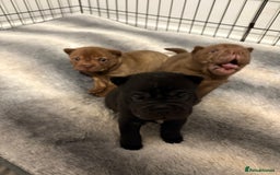 Shar Pei dogs for sale: Stunning Shar Pei Pups - Image 12