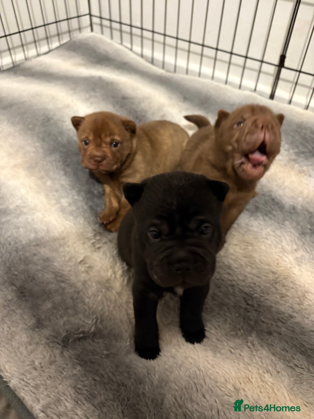 Shar Pei dogs for sale: Stunning Shar Pei Pups - Image 12