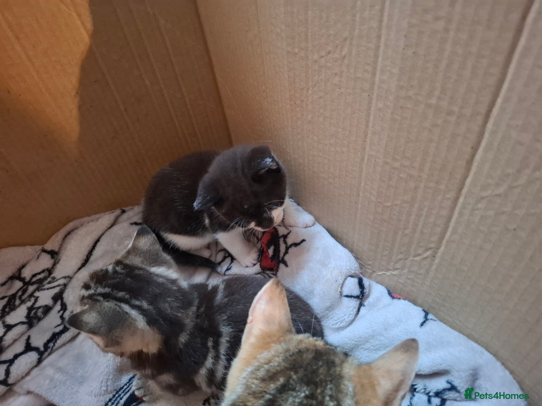 Mixed Breed cats for sale: Female kittens for sale - Image 10