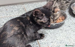 Mixed Breed cats for sale: 4 Tabby cats and one black with Sphynx mother - Image 9