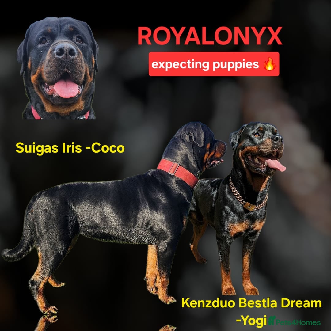 Rottweiler dogs for sale: KC chunky rottweiler puppies - Advert 1