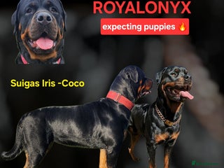 Rottweiler dogs KC chunky rottweiler puppies - Advert 7