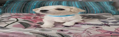 Bichon Frise Puppy 3