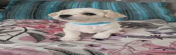 Bichon Frise dogs for sale: Stunning quality bichon-frise puppies ,ready to go - Advert 3