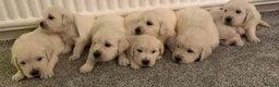 Golden Retriever dogs for sale: Super fluffy cream pups in Newark - Advert 4