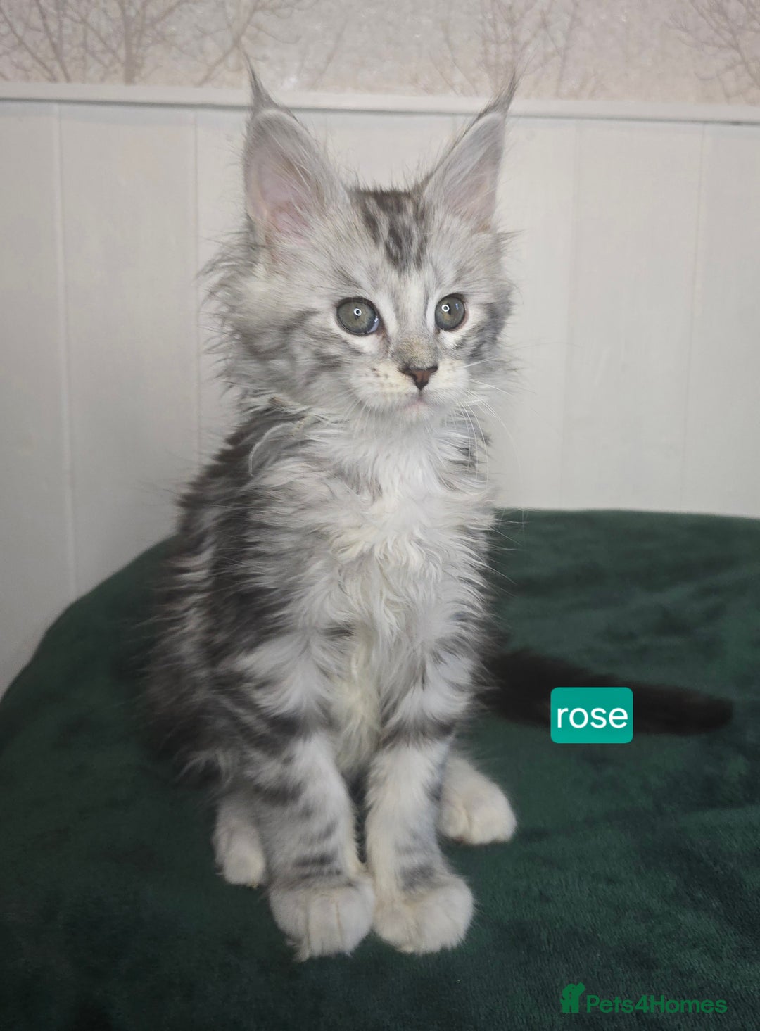 Maine Coon cats for sale: Stunning Silver Tica Pedigree Maine Coon Kittens - Advert 4