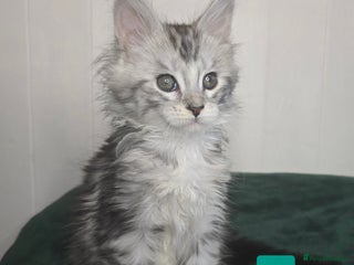 Maine Coon cats Stunning Silver Tica Pedigree Maine Coon Kittens - Advert 13