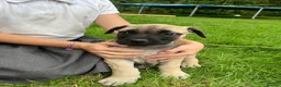 Boerboel dogs for sale: 2 gorgeous Boerboel girls ready now!! - Advert 3