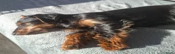 Mixed Breed dogs for sale: 7mth old  male Dachshund x Yorkshire - Advert 7