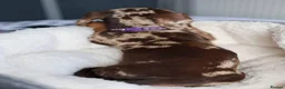 Miniature Dachshund dogs for sale: KC Miniature Dachshund puppies  - Advert 3