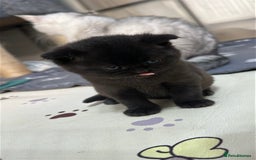 British Shorthair cats for sale: Adorable Kittens – Ready for Reservation  - Image 4