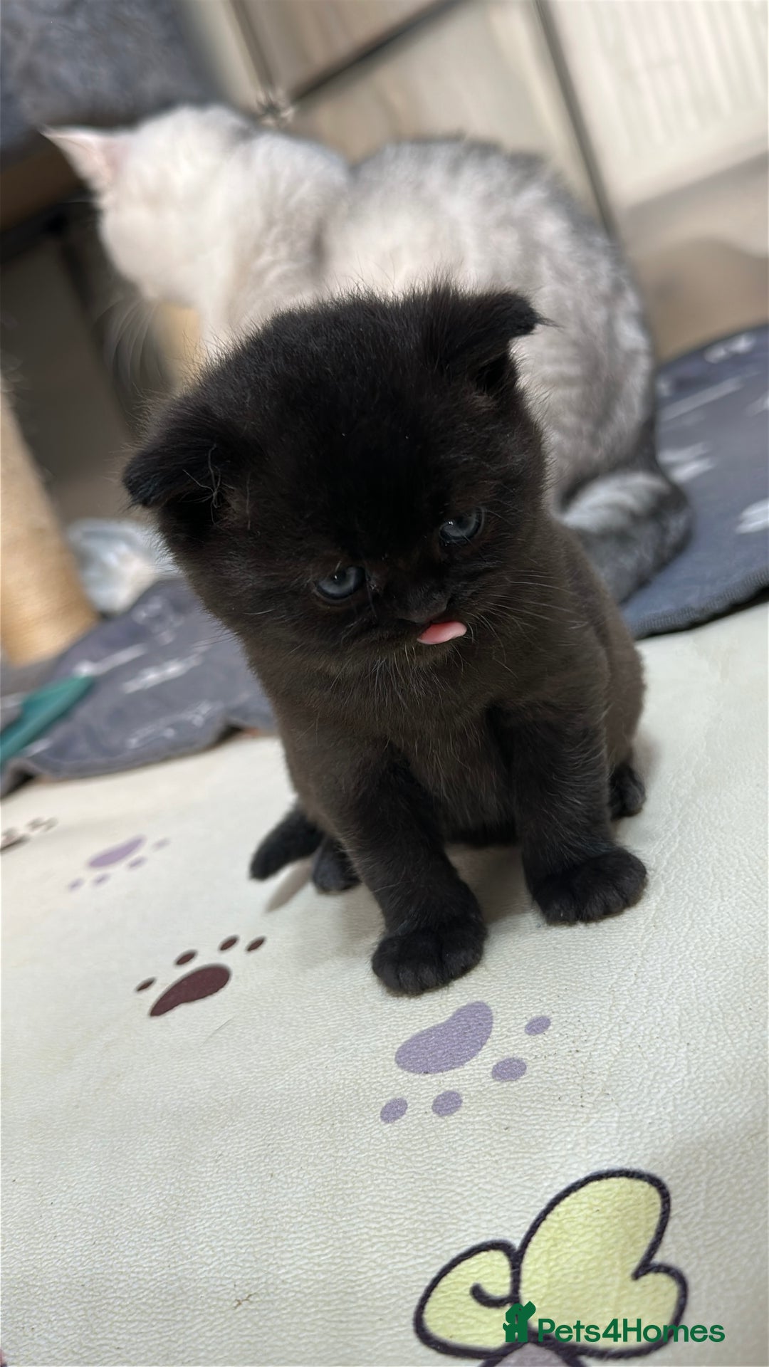 British Shorthair cats for sale: Adorable Kittens – Ready for Reservation  - Image 4