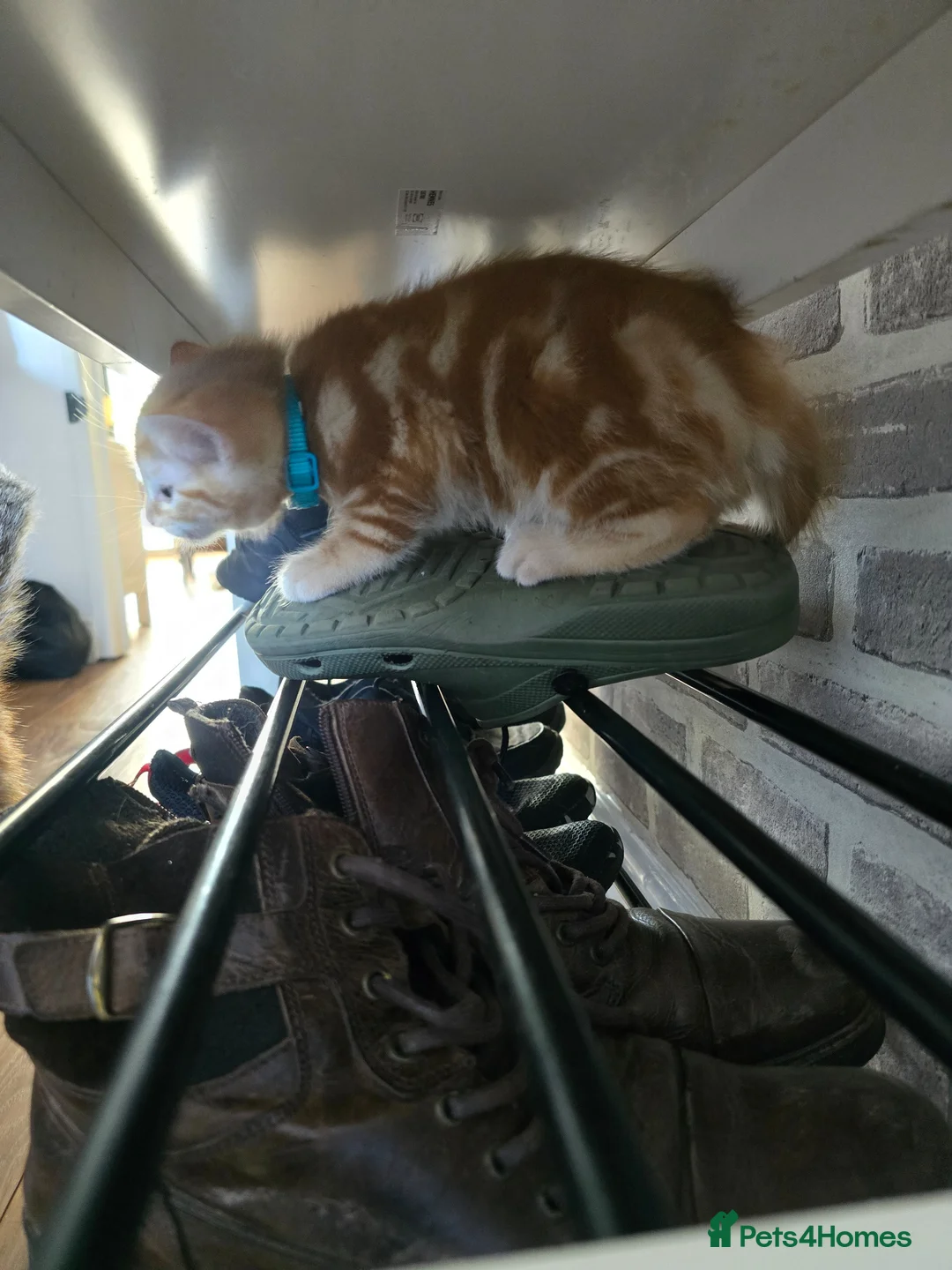 Mixed Breed cats for sale: Ready 5kittens raised with dogs and children - Advert 2