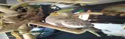 Cockatiels birds for sale: DNA sexed cockatiel hand tame and flight trained - Advert 8