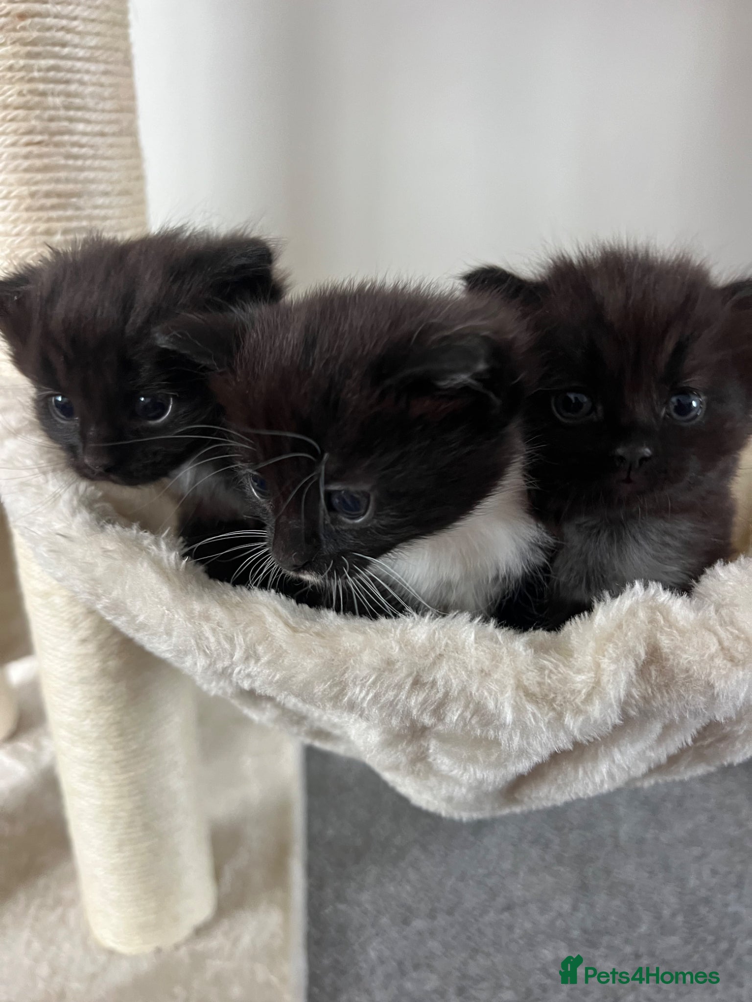Mixed Breed cats for sale: 3 kittens - Advert 3