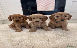 Cockapoo dogs for sale: Gorgeous F1A cockerpoos - Image 1