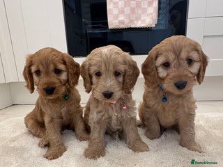 Cockapoo dogs - Advert 1